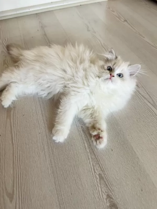 Harika Erkek Ragdoll Bebek