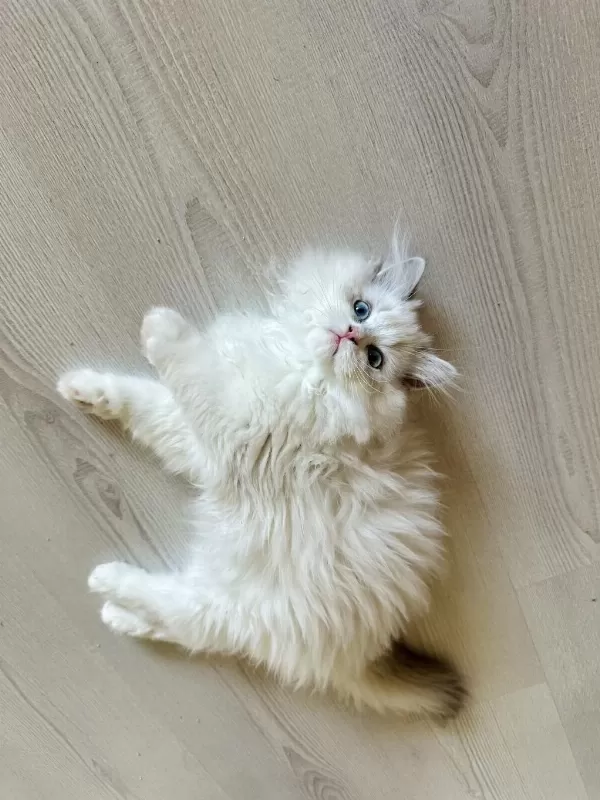 Harika Erkek Ragdoll Bebek