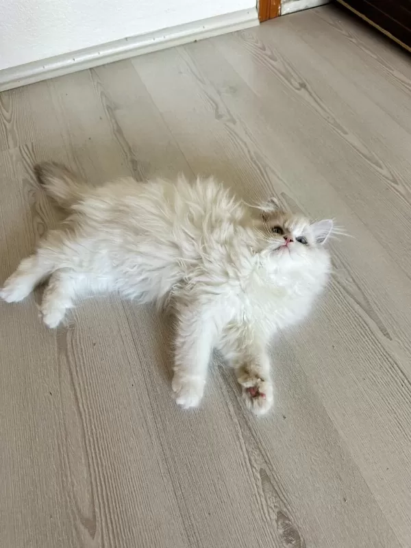 Harika Erkek Ragdoll Bebek