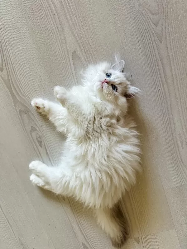 Harika Erkek Ragdoll Bebek