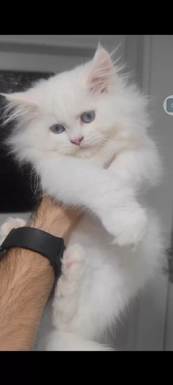 British Longhair Kedisi