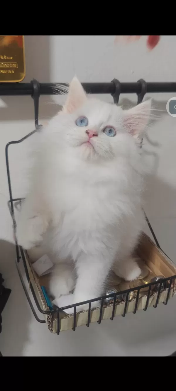 British Longhair Kedisi