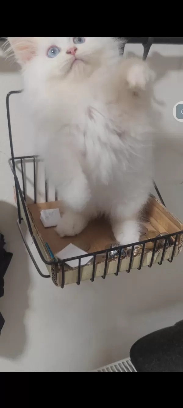 British Longhair Kedisi
