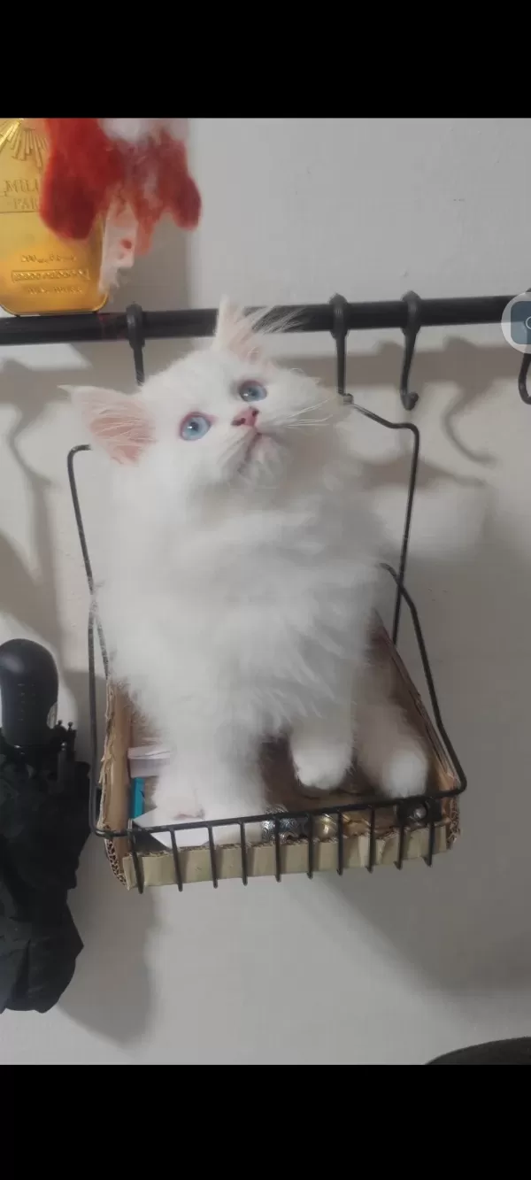 British Longhair Kedisi