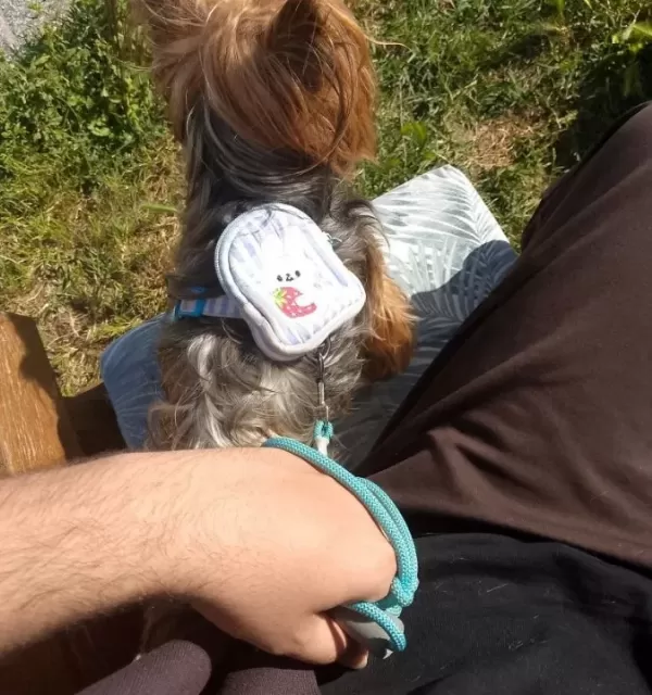 2 5 Kg Yorkshire Üst Düzey