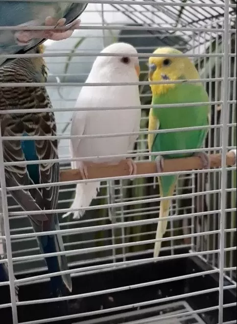 4 Adet Yavru Muhabbet Kuşu