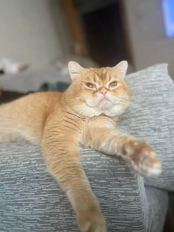 Kedimi Sahiplendirmek İstiyorum