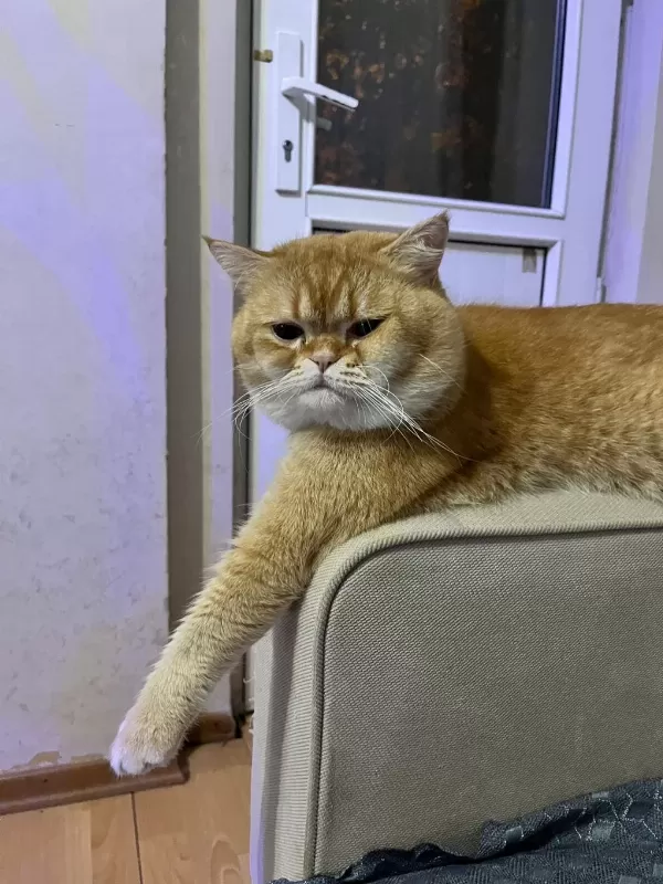 Kedimi Sahiplendirmek İstiyorum