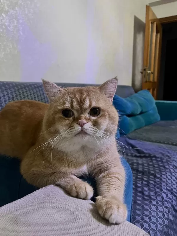 Kedimi Sahiplendirmek İstiyorum