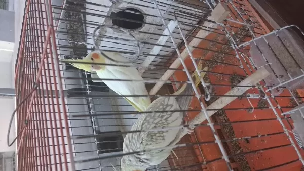 Evcil Konuşabilen Sultan Papağanı Yavrularımız