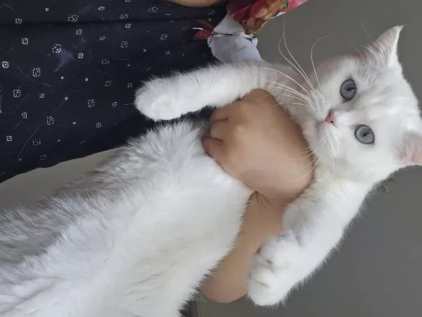 Harika Beyaz Kedimiz