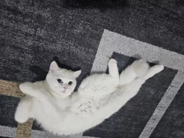 Harika Beyaz Kedimiz