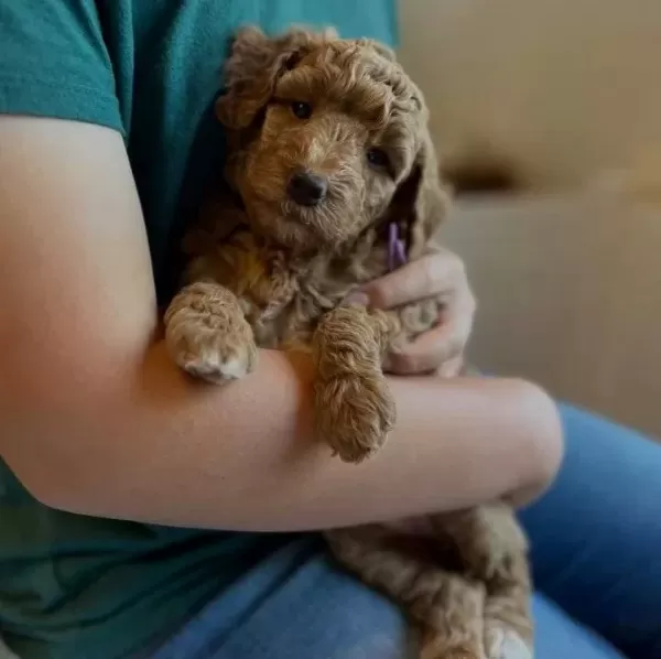 Safkan Malti̇poo Yavrulari