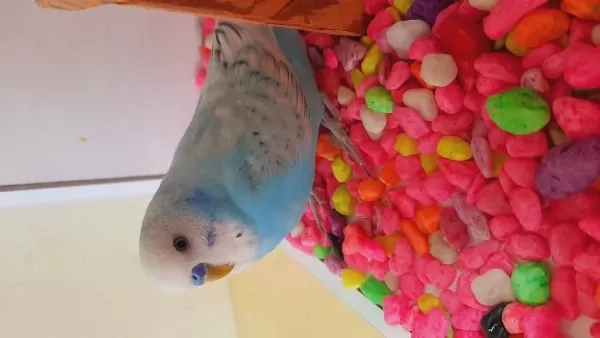 Erkek Maviş Muhabbet Kuşu Sorunsuz