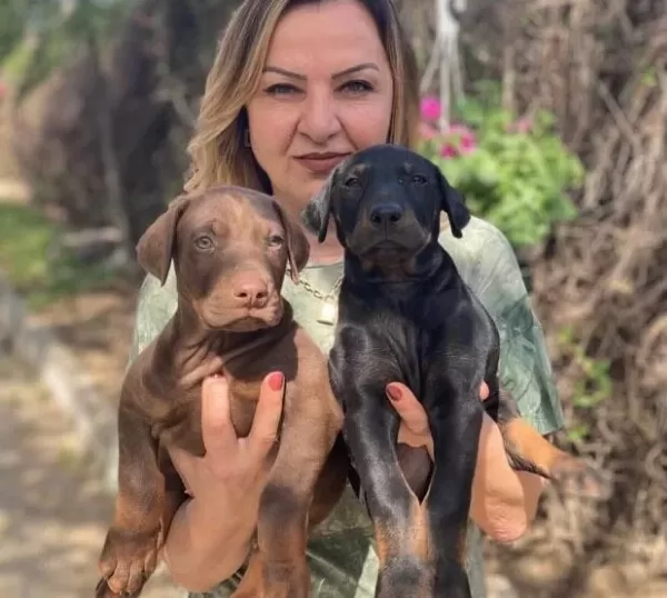 Muhteşem King Doberman Yavrularımız