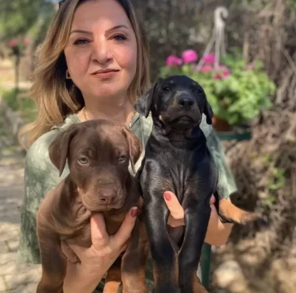 Muhteşem King Doberman Yavrularımız