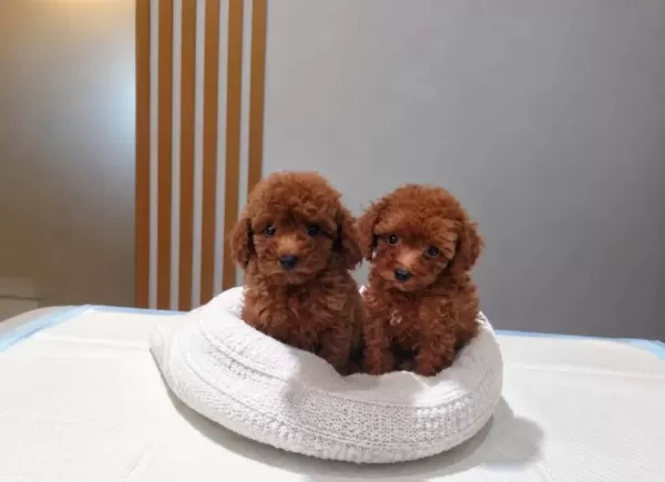Ruhsatli Köpek Çiftliğinden Toy Poodle Yavrularimiz