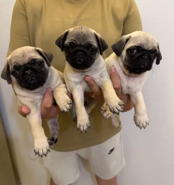Aşılı Ve Eğitimli Pug Bebekler