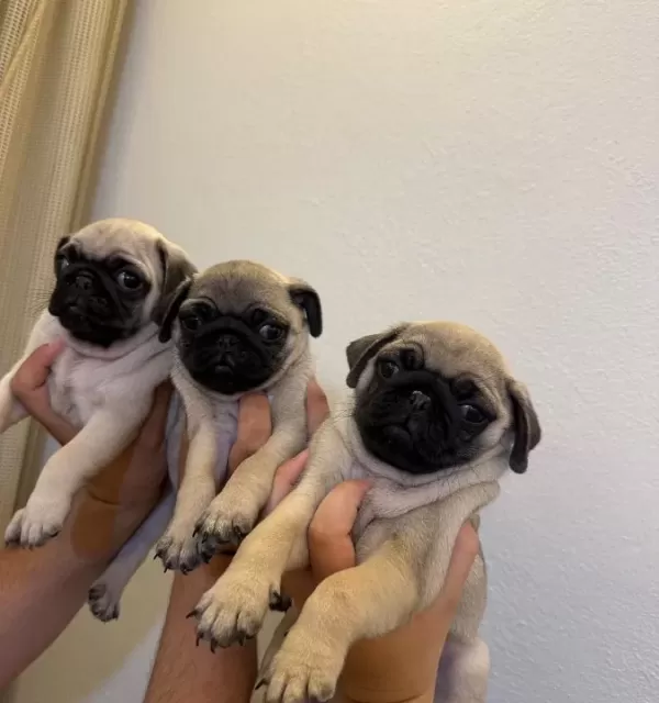 Aşılı Ve Eğitimli Pug Bebekler