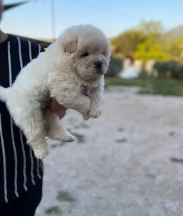 Sifir Burun Gerçek Chow Chow Yavrularimiz