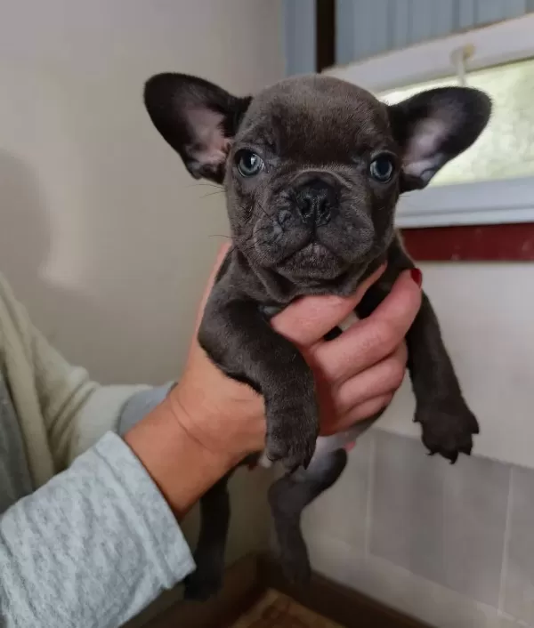 100 Irk Garanti̇li̇ Egzoti̇c Blue Fransiz Bulldog Yavrulari