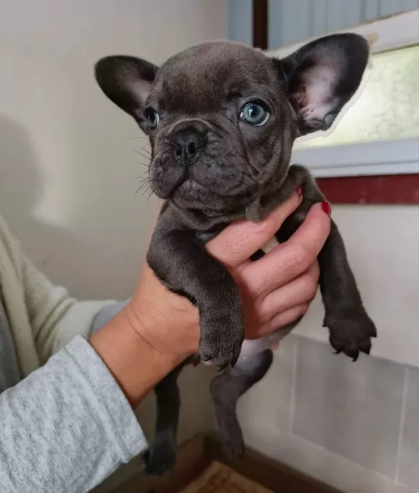 100 Irk Garanti̇li̇ Egzoti̇c Blue Fransiz Bulldog Yavrulari