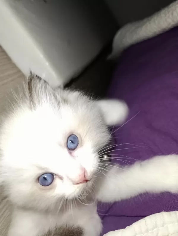 Dünyanın En Sakin Tatlı Sevgi Dolu Kedisi Ragdoll