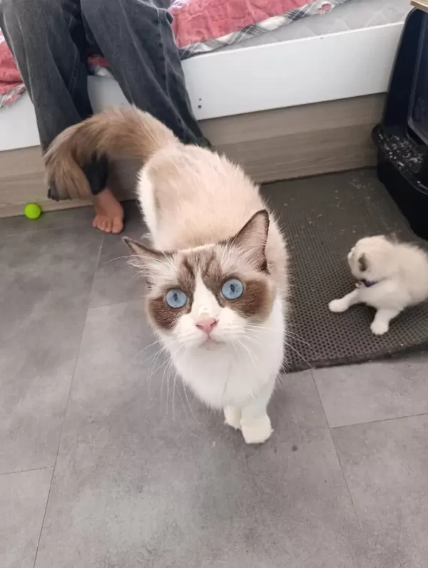 Dünyanın En Sakin Tatlı Sevgi Dolu Kedisi Ragdoll