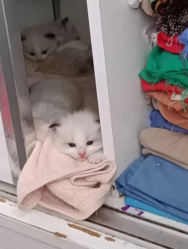 Dünyanın En Sakin Tatlı Sevgi Dolu Kedisi Ragdoll