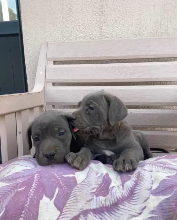 Cane Corso Yavrular İrk Sağlık Garantili