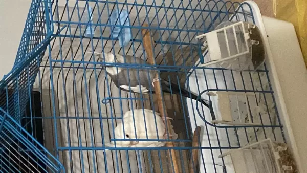 Albino Kırmızı Göz Wifi Sultan Papağanı