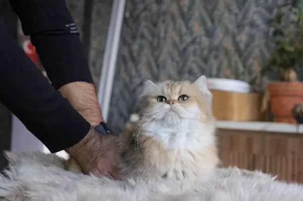 Safkan Britsh Longhair Çok Uygun