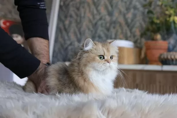 Safkan Britsh Longhair Çok Uygun