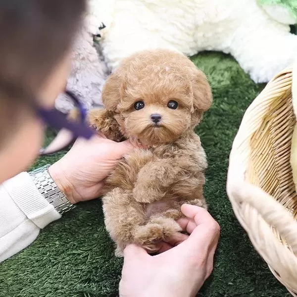 En Akilli Ve Tatli Toy Poodle Bebeklerimiz