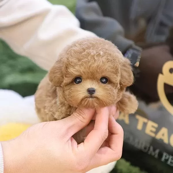 En Akilli Ve Tatli Toy Poodle Bebeklerimiz