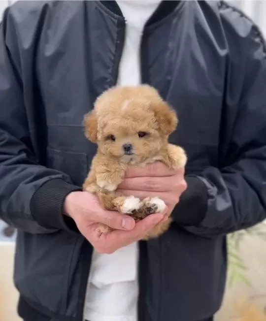 Show Duzeydeki Toy Poodle Bebeklerim