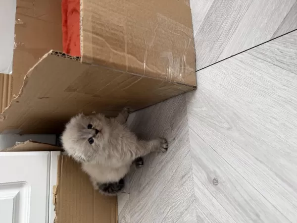 Scottish Fold Longhair Dişi Rezerve Açildi