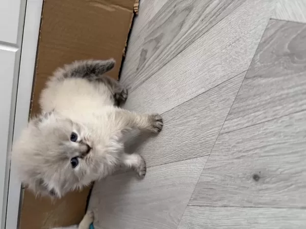 Scottish Fold Longhair Dişi Rezerve Açildi