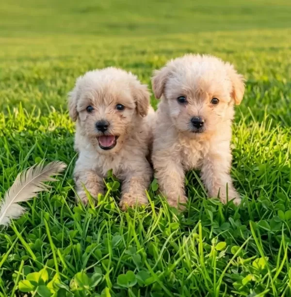 Dişi Erkek Maltipoo Yavrularımız