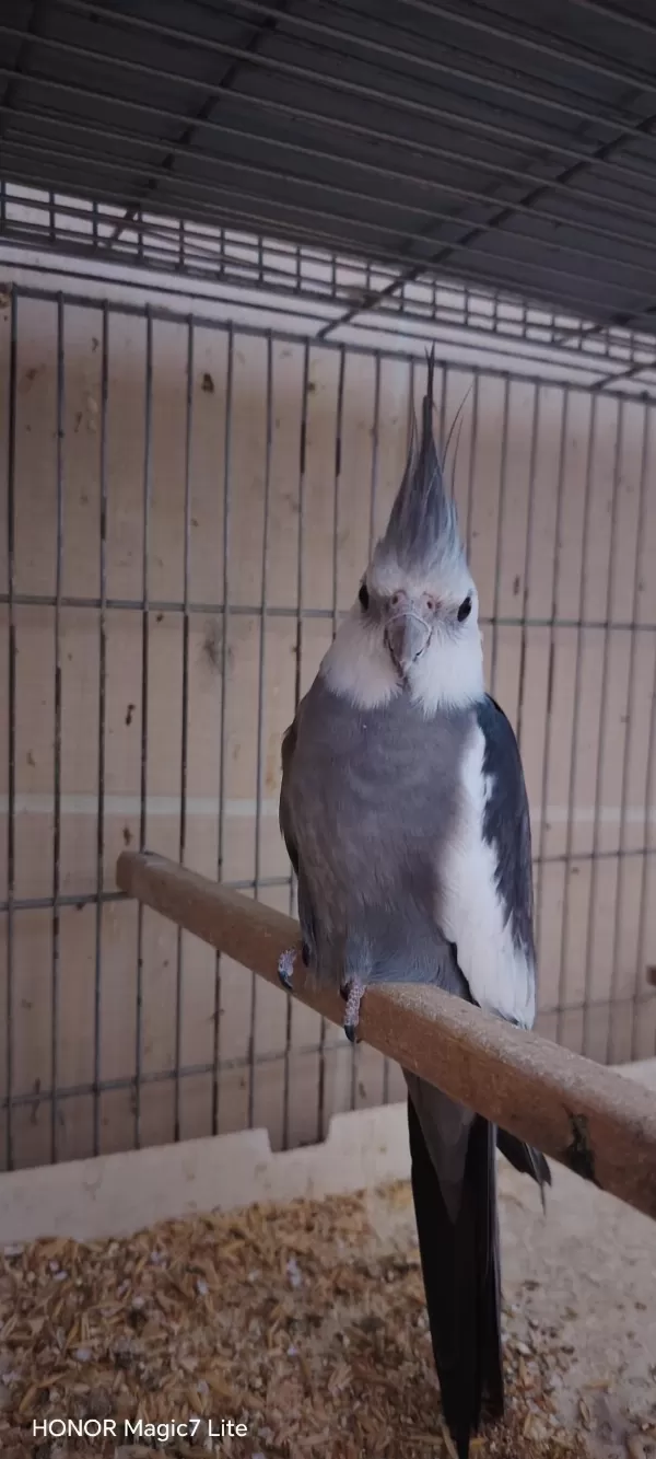 Hazır Erkek Sultan Papağanı