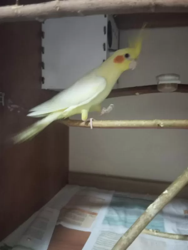 Erkek Yada Dişi Eşe Uygun 3 Sultan Papağani