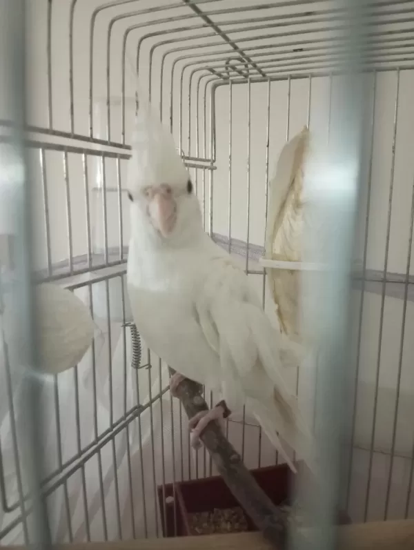 Erkek Yada Dişi Eşe Uygun 3 Sultan Papağani