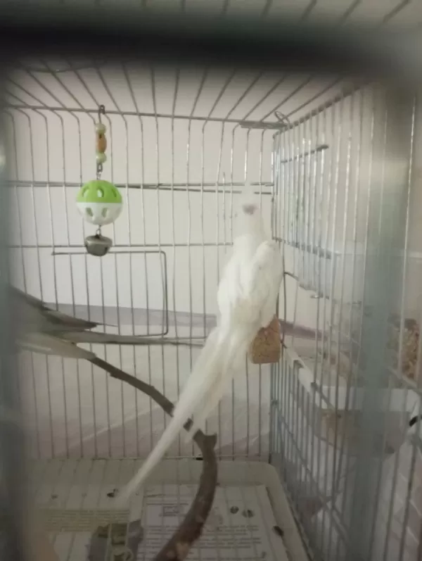Erkek Yada Dişi Eşe Uygun 3 Sultan Papağani