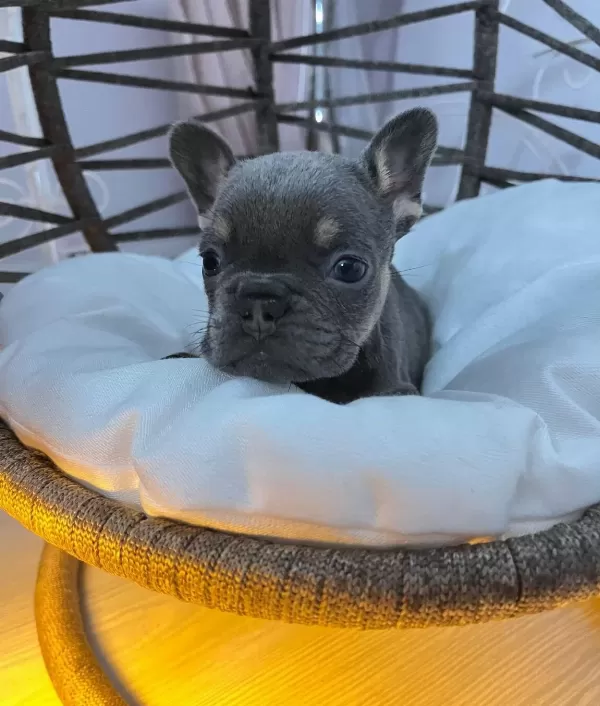 Egzotik Renkli Kusursuz Anatomi Mikro French Bulldog Yavruları