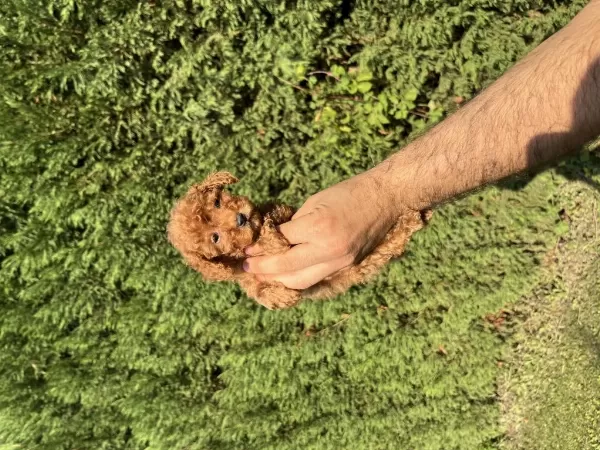 Toy Poodle Minyatür 0 Numara