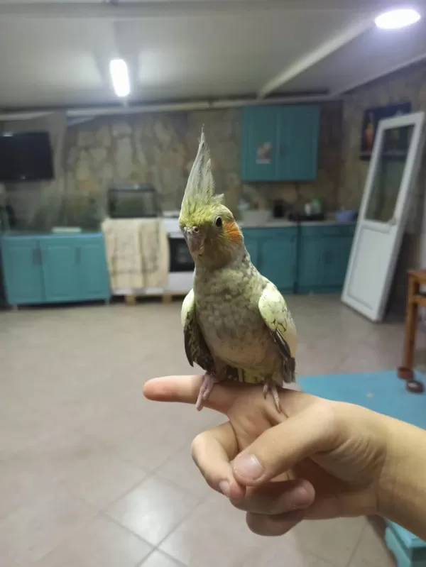 Sağlıklı Evcil Sultan