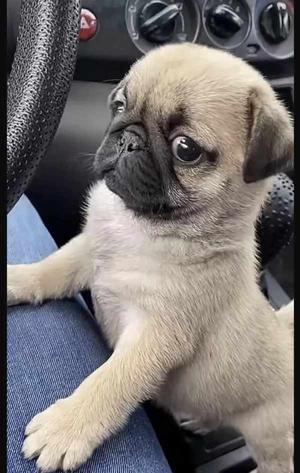 Pug Safkan Köpeğimiz