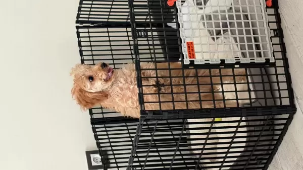 Sağlıklı Toy Poodle Köpeği