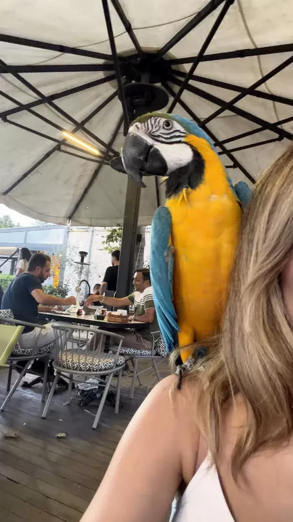Oyun Hamuru Macaw Papağani
