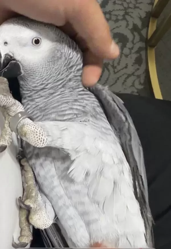 11 Aylik Jako Full Ecvil Konuşuyor